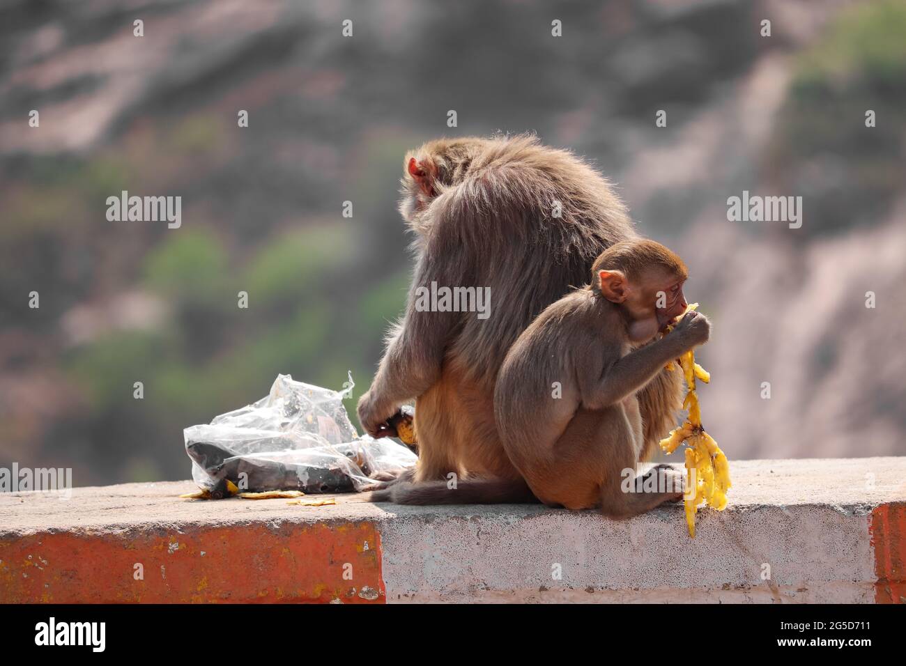 Scimmia madre e bambino, seduta a muro, mangiando banana Foto Stock