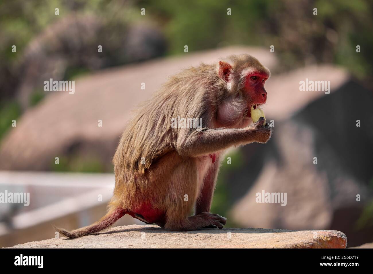 Scimmia madre e bambino, seduta a muro, mangiando banana Foto Stock