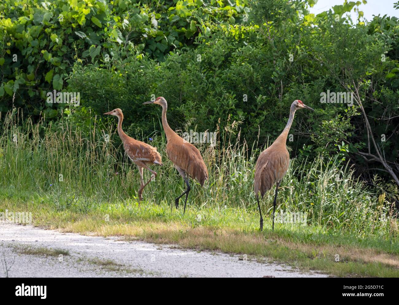 Famiglia di tre gru di Sandhill, Grus canadensis, sul lato della strada in zona boscosa. Foto Stock