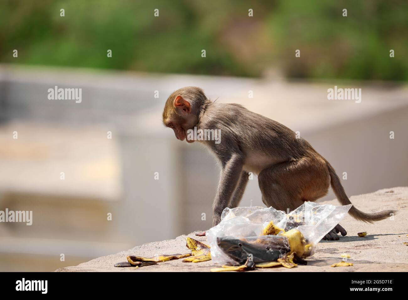 Baby Scimmia seduta sul muro, mangiare banana Foto Stock