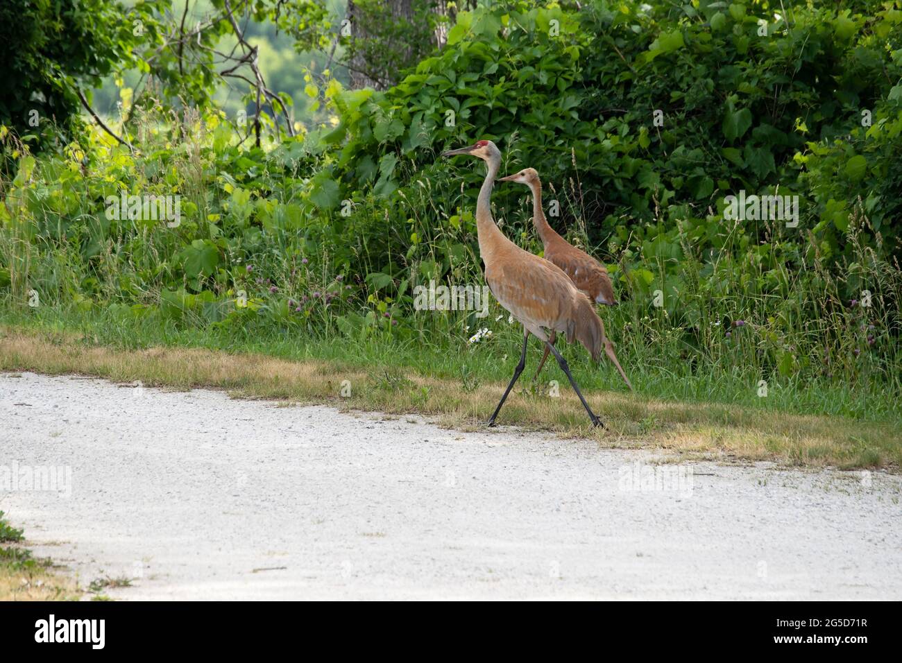Gru di Sandhill, Grus canadensis, adulti e giovani camminando lungo un sentiero boscoso Foto Stock