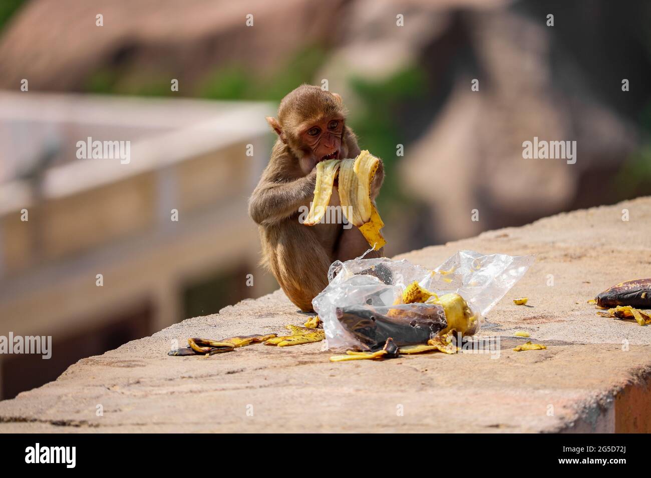 Baby Scimmia seduta sul muro, mangiare banana Foto Stock