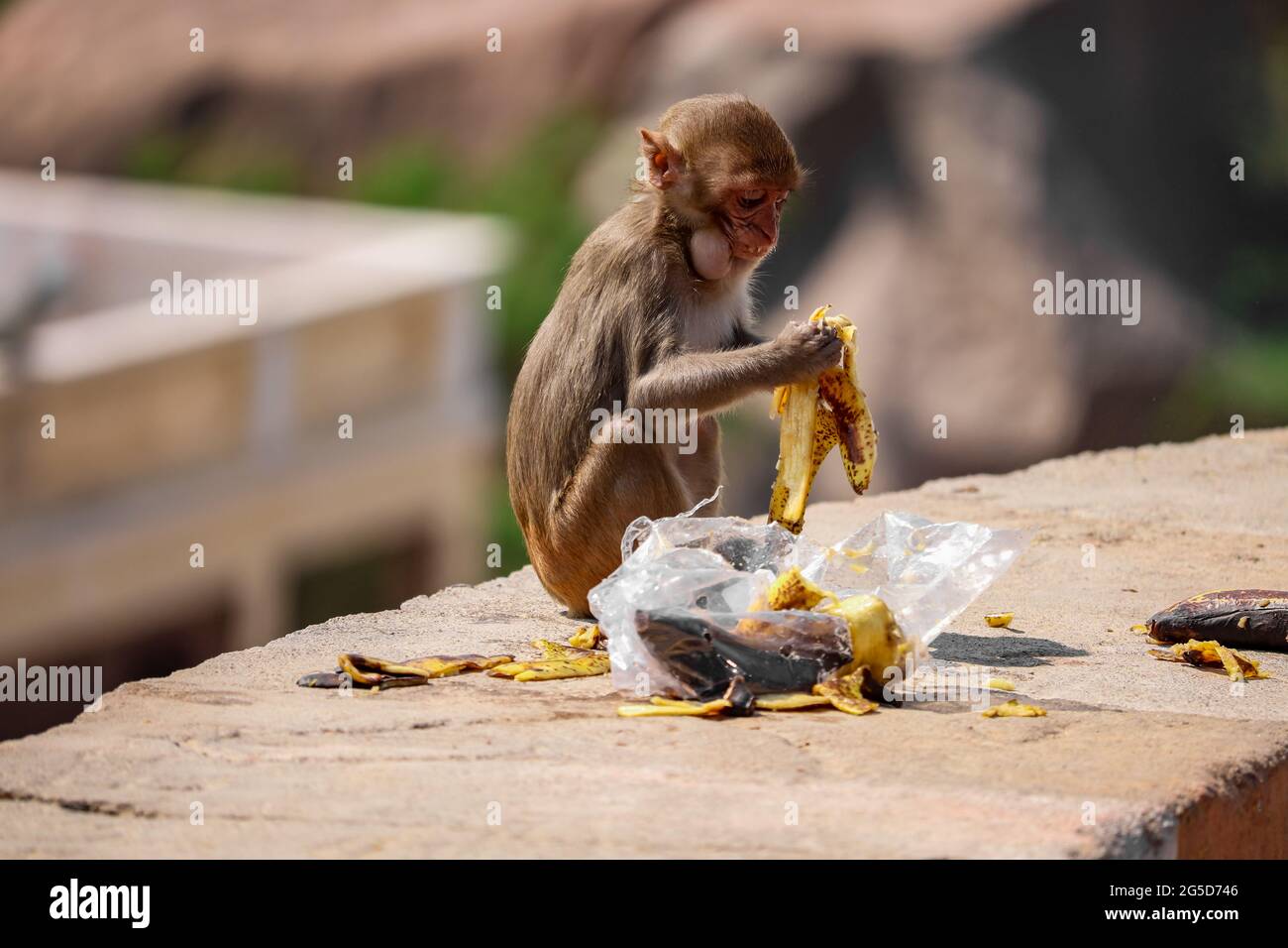 Baby Scimmia seduta sul muro, mangiare banana Foto Stock