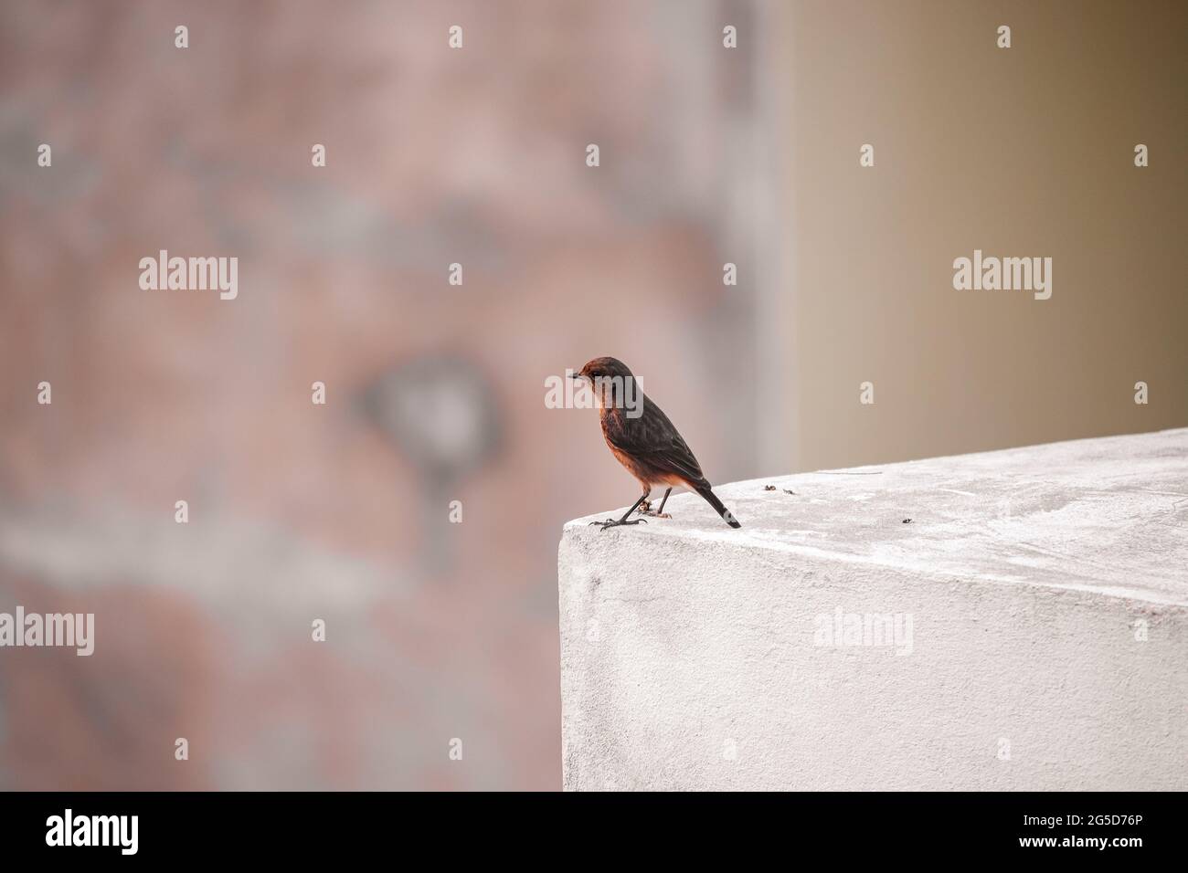 Uccello seduto sul muro Foto Stock