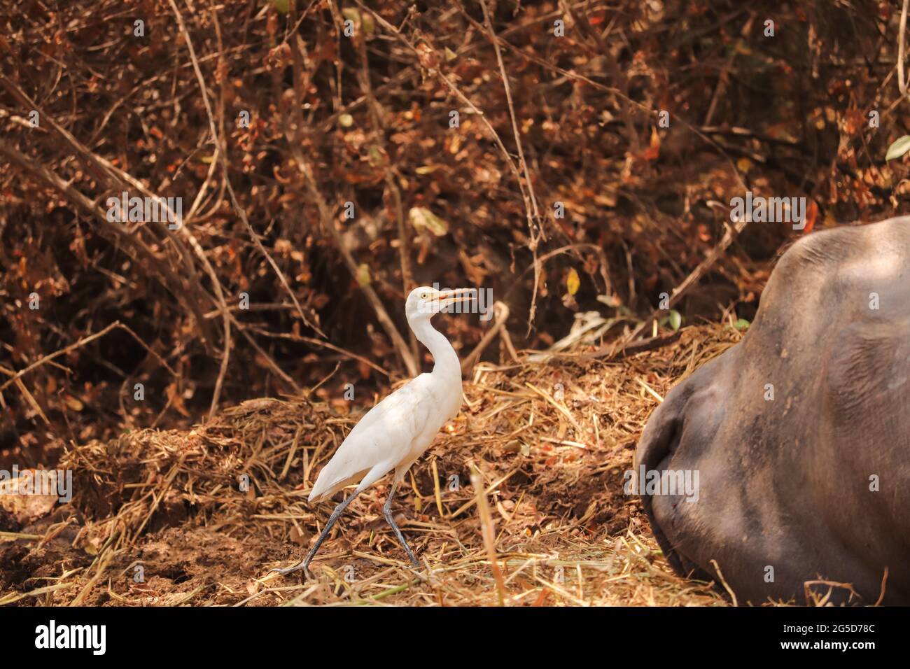 Uccello nel terreno Foto Stock