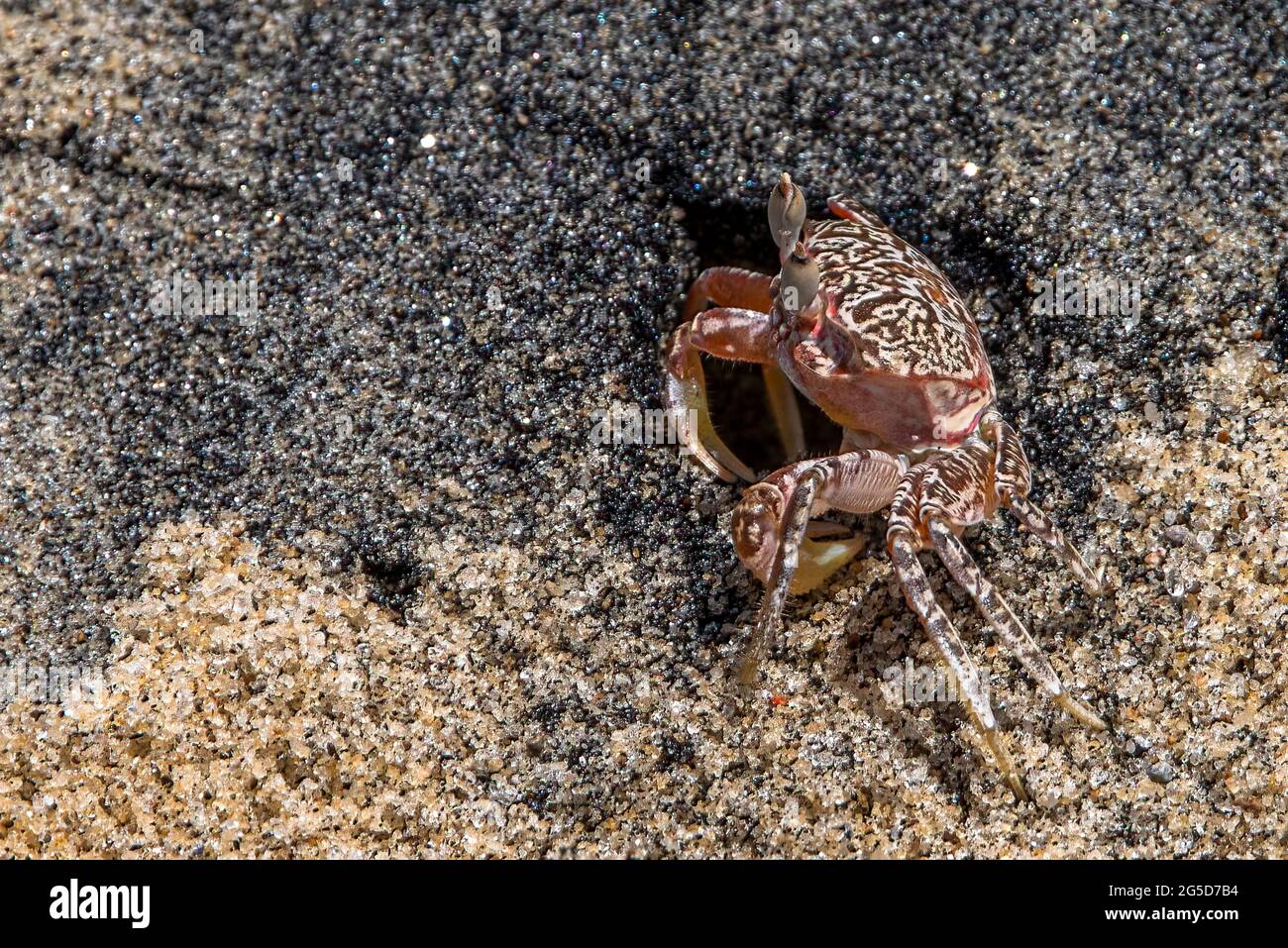 Piccolo granchio sulla spiaggia di Panama lungo la costa del Pacifico Foto Stock