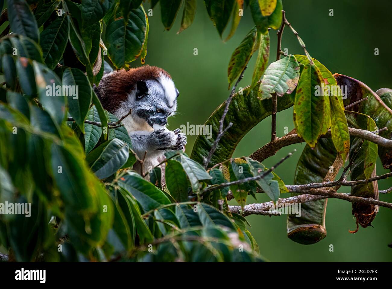 La scimmia tamarina di Geoffroy mangia cibo nella foresta pluviale di Panama Foto Stock