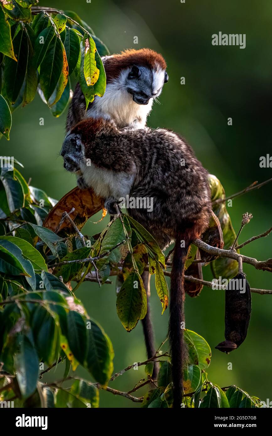 Scimmia tamarina di Geoffroy su un albero alla ricerca di cibo nella foresta pluviale di Panama Foto Stock