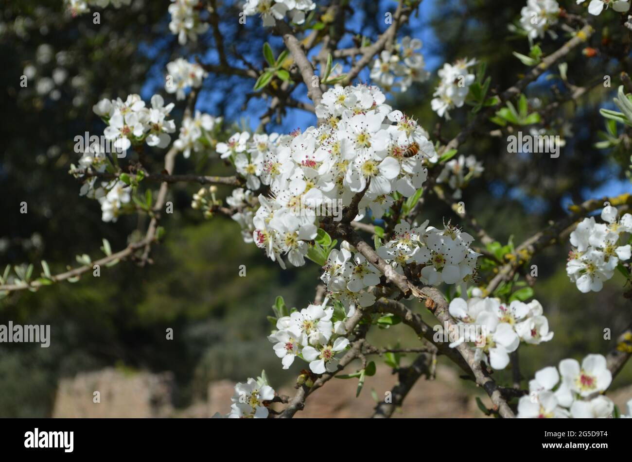 Fiori bianchi su un albero in Grecia Foto Stock