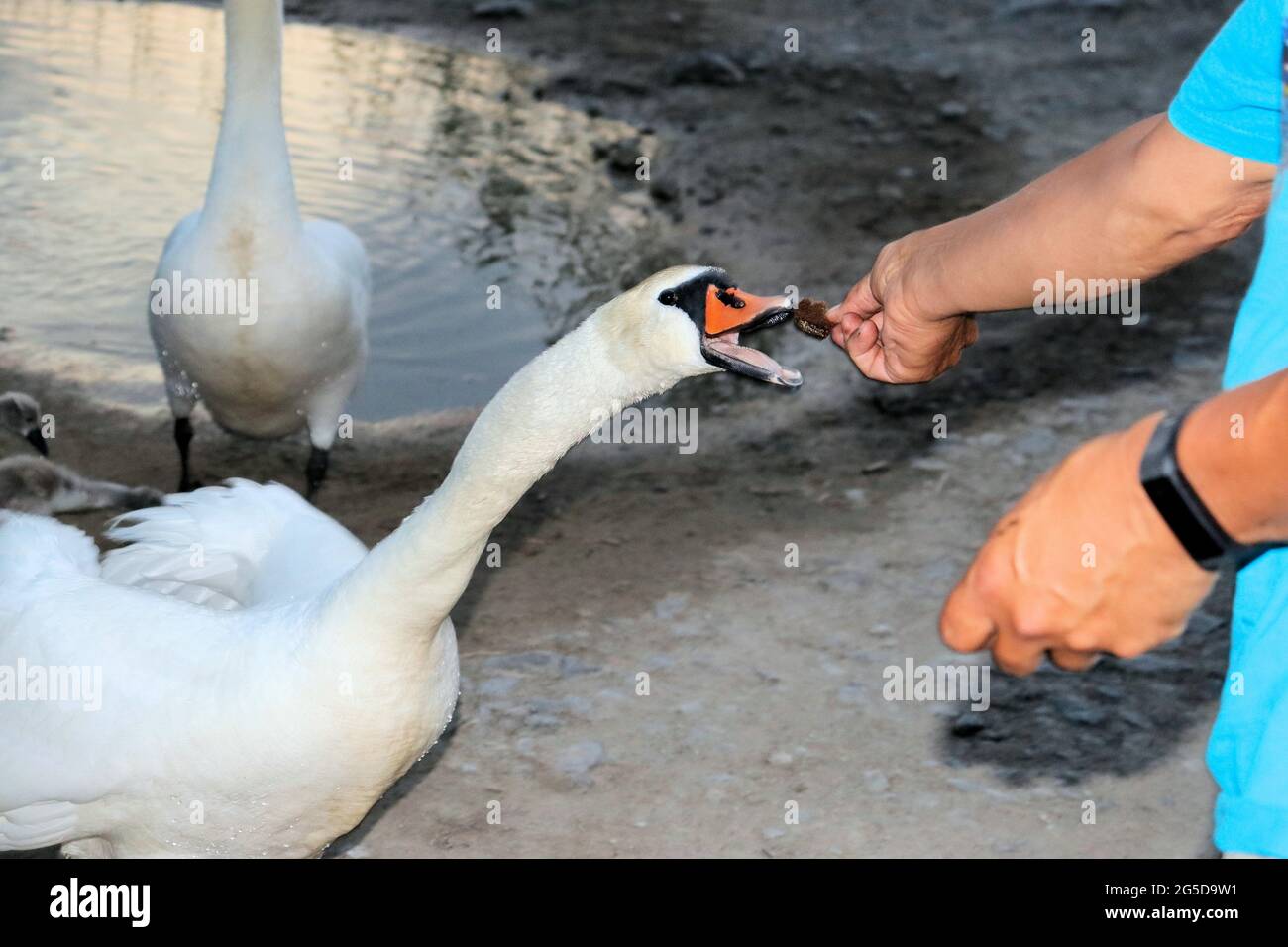 Cigni con pulcini sul lago, prendere il cibo dalle loro mani Foto Stock