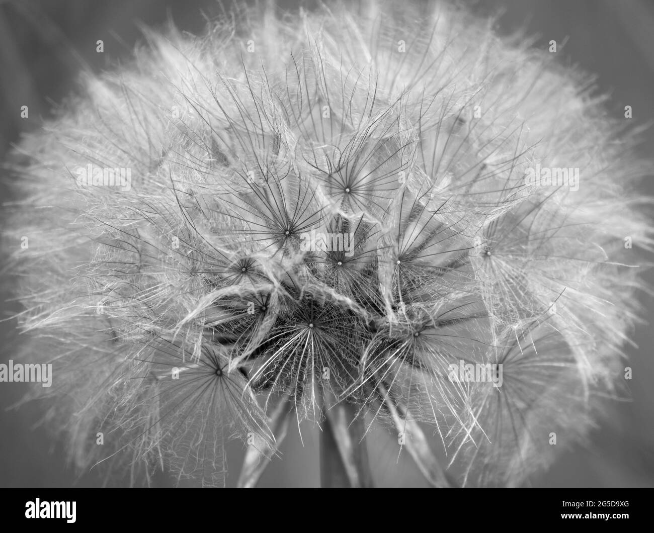 Un bel closeup macro che mostra l'intricato dettaglio e la bellezza di una testa di seme di dente di leone prima di disperdere i suoi semi soffiati dal vento Foto Stock