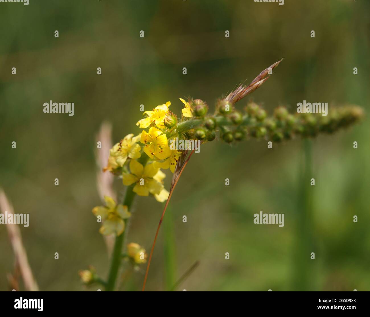Bellissimi fiori gialli che appaiono da una lunga linea di gemme verdi di Agrimony, anche noto come mizuhiki d'oro (Agrimonia Japonica) Foto Stock