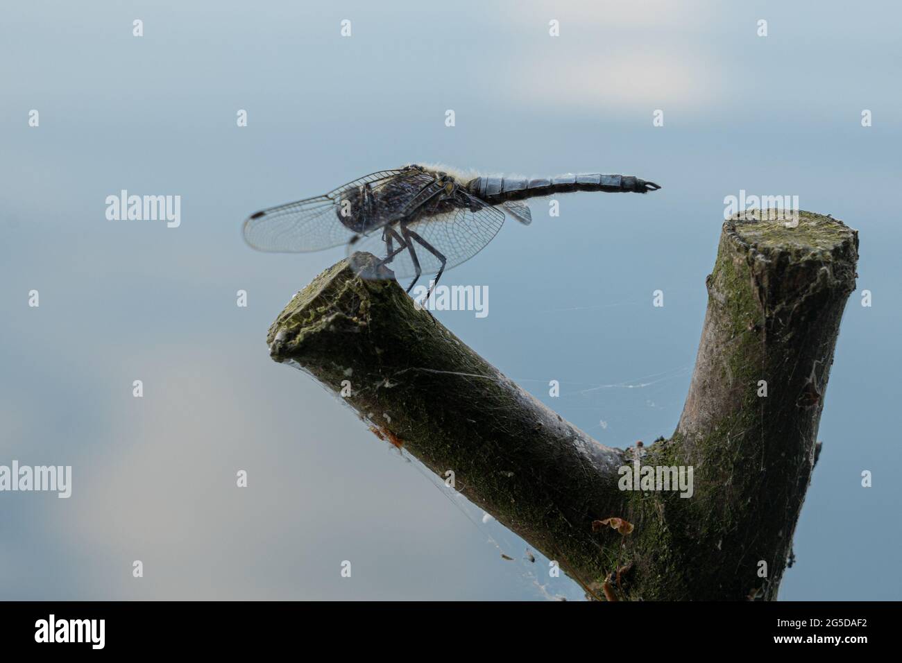 Dragonfly al lago Kalwa, Mazury Foto Stock