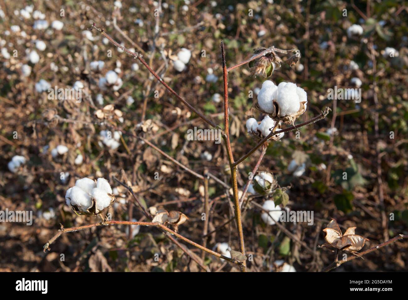 Un campo di cotone in Andhra Pradesh, India Foto Stock