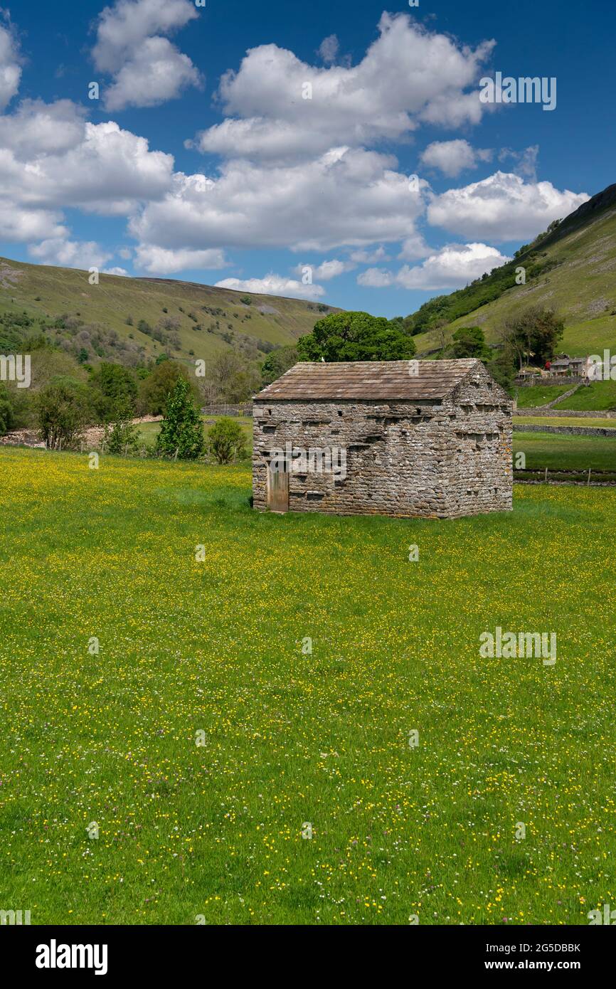 Prati di fiori selvaggi con fienile di pietra tradizionale in, Muker, Swaledale, Yorkshire Dales National Park, Regno Unito. Foto Stock