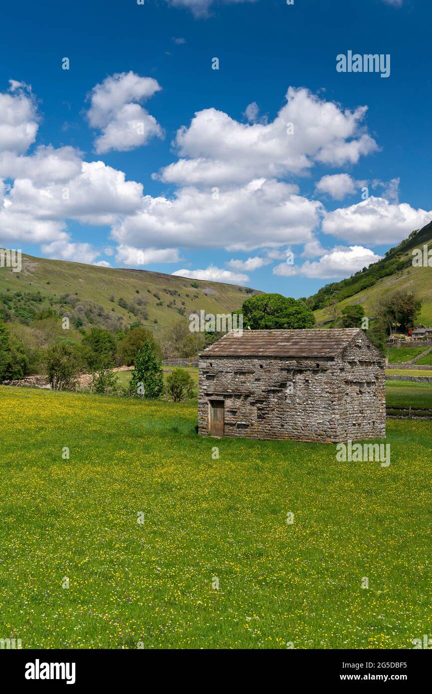 Prati di fiori selvaggi con fienile di pietra tradizionale in, Muker, Swaledale, Yorkshire Dales National Park, Regno Unito. Foto Stock