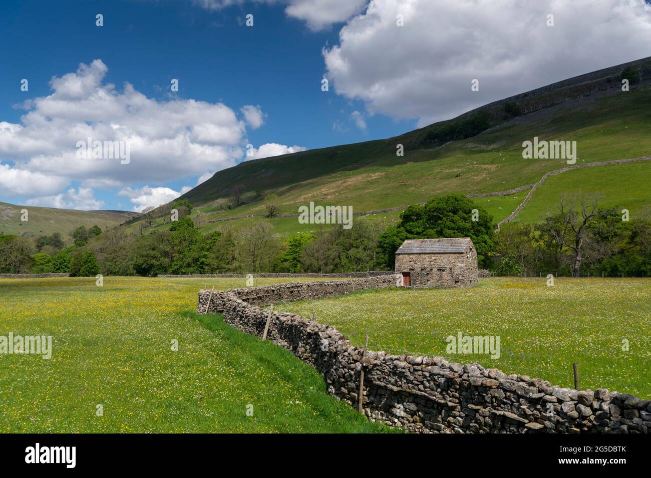 Prati di fiori selvaggi con fienile di pietra tradizionale in, Muker, Swaledale, Yorkshire Dales National Park, Regno Unito. Foto Stock