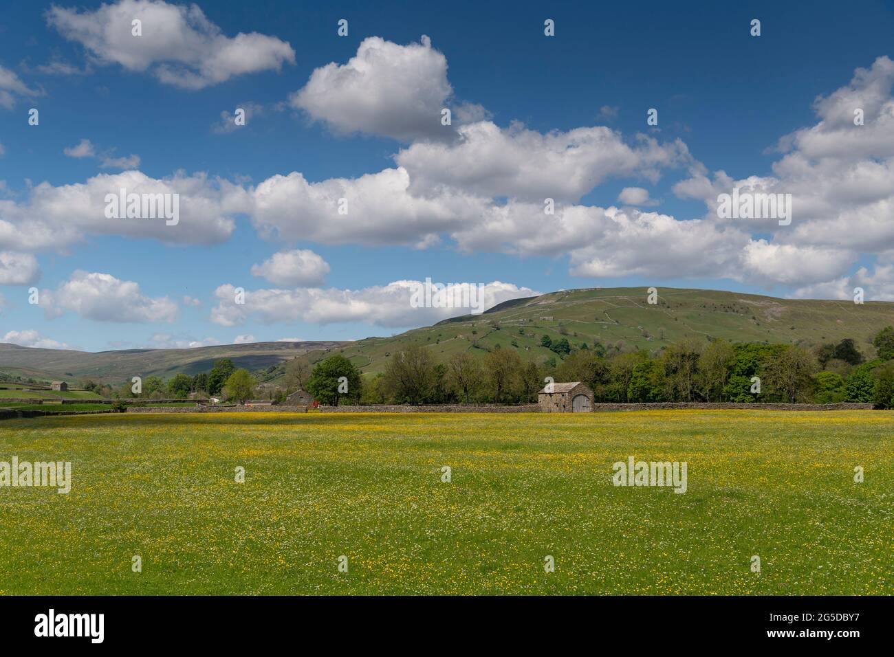 Prati di fiori selvaggi con fienile di pietra tradizionale in, Muker, Swaledale, Yorkshire Dales National Park, Regno Unito. Foto Stock