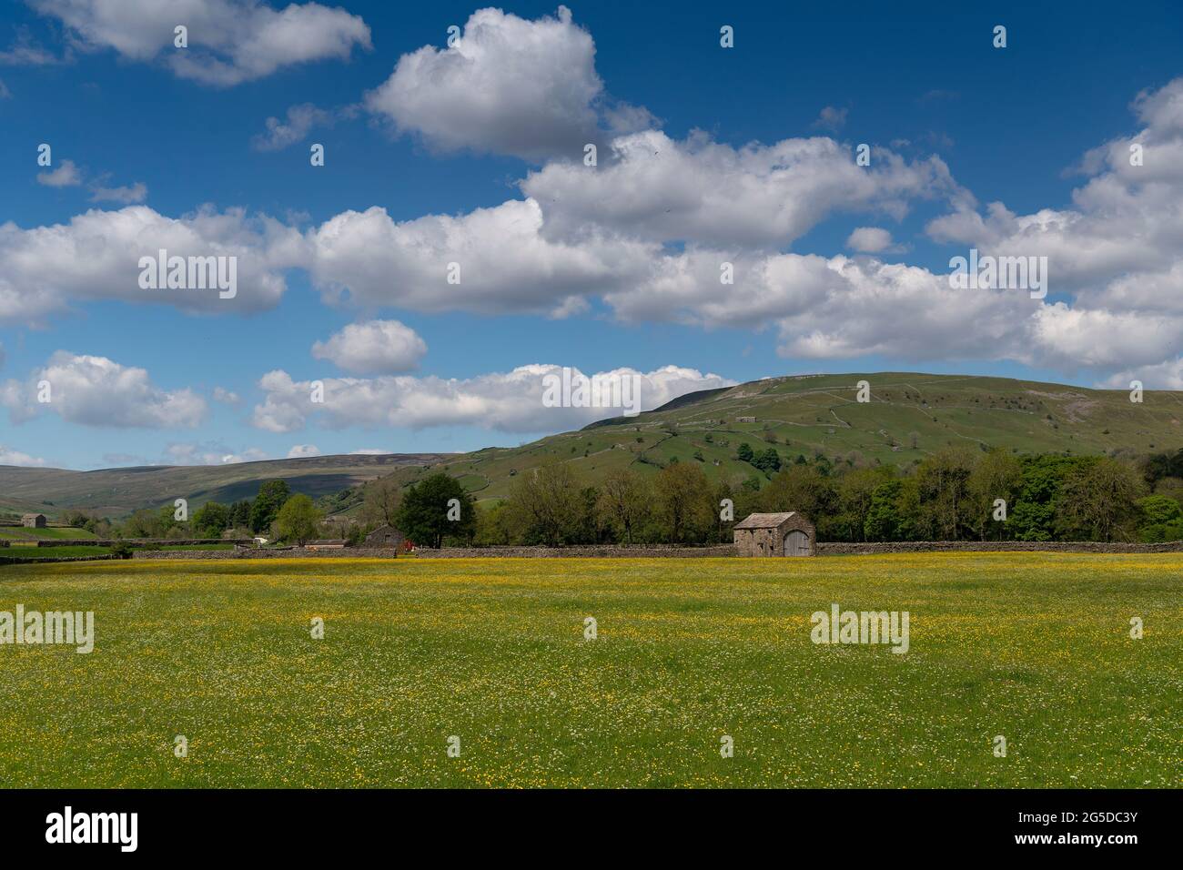 Prati di fiori selvaggi con fienile di pietra tradizionale in, Muker, Swaledale, Yorkshire Dales National Park, Regno Unito. Foto Stock