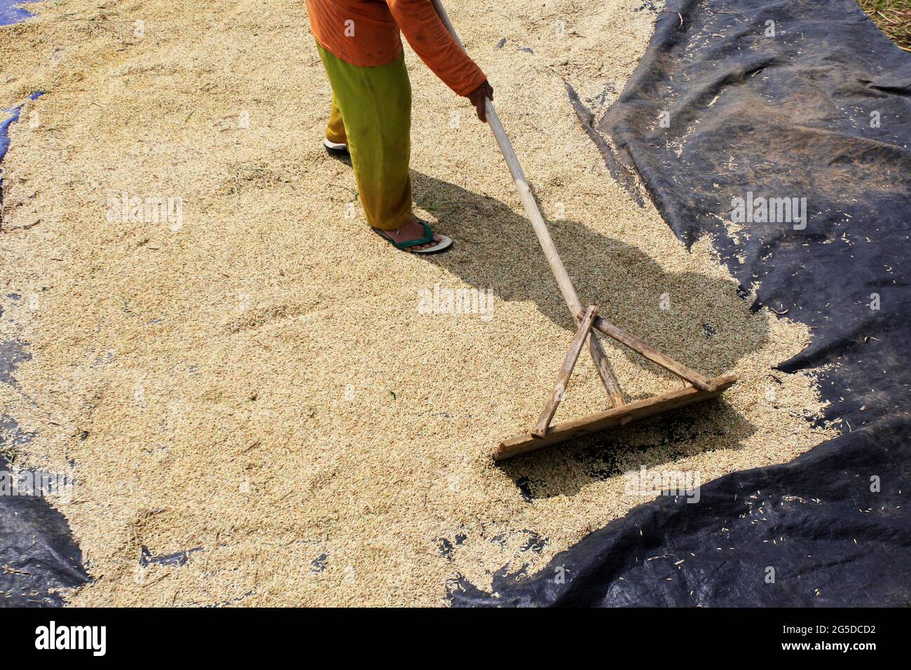 Bogor, Indonesia. 26 Giugno 2021. Coltivatori di grano di riso secco prima di un processo di raffinazione in un campo di riso a Bogor, Giava occidentale, Indonesia, il 26 giugno 2021. (Foto di Adriana/INA Photo Agency/Sipa USA) Credit: Sipa USA/Alamy Live News Foto Stock