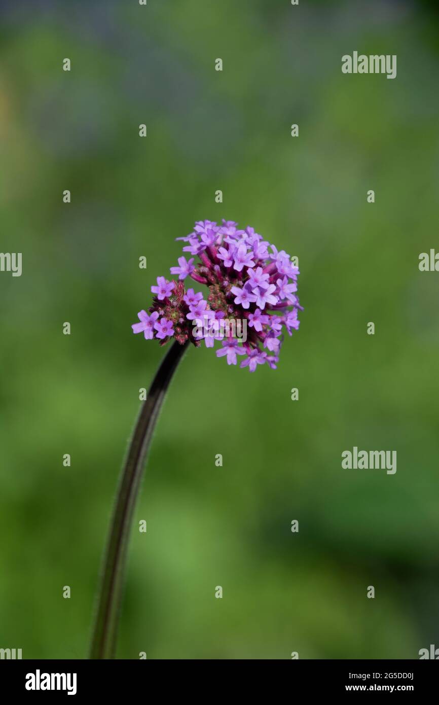 verbena officinalis anche chiamato vero ironherb teste di fiore viola singolo nella stagione primaverile Foto Stock