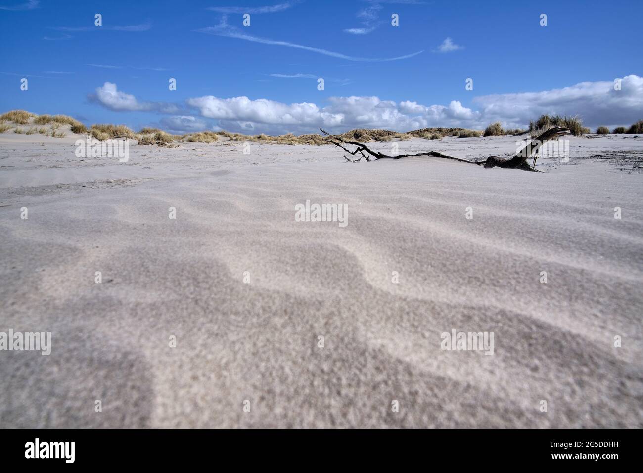 Dune olandesi con motivi di sabbia bianca, antico ramo di legno, erba da spiaggia sulla spiaggia con un cielo blu con nuvole bianche. Paesi Bassi, Ameland 2021 Foto Stock