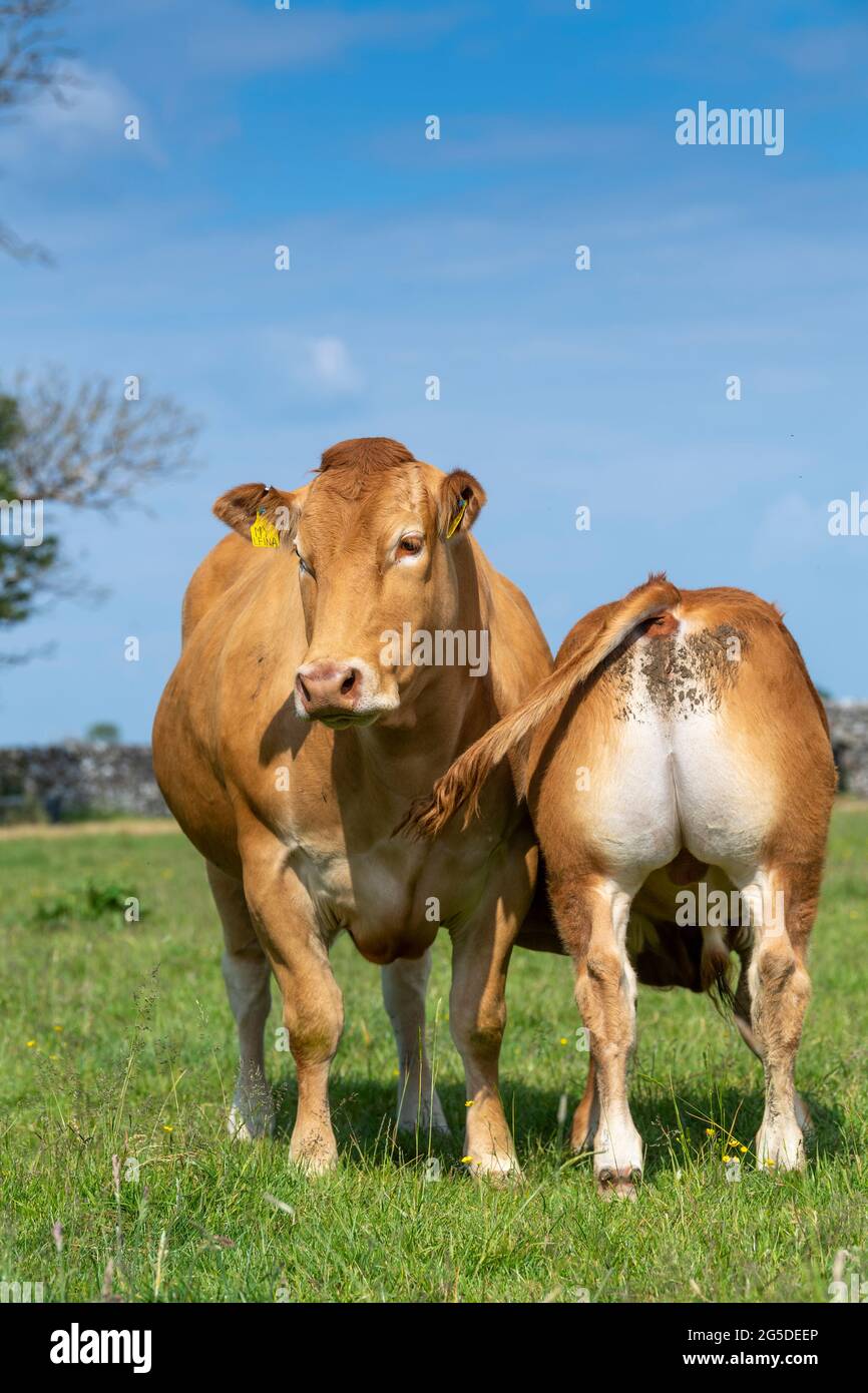 Pedigree mucca di manzo Limousin con il suo latte di vitello che succhia da lei. Forest of Bowland, Lancashire, Regno Unito. Foto Stock