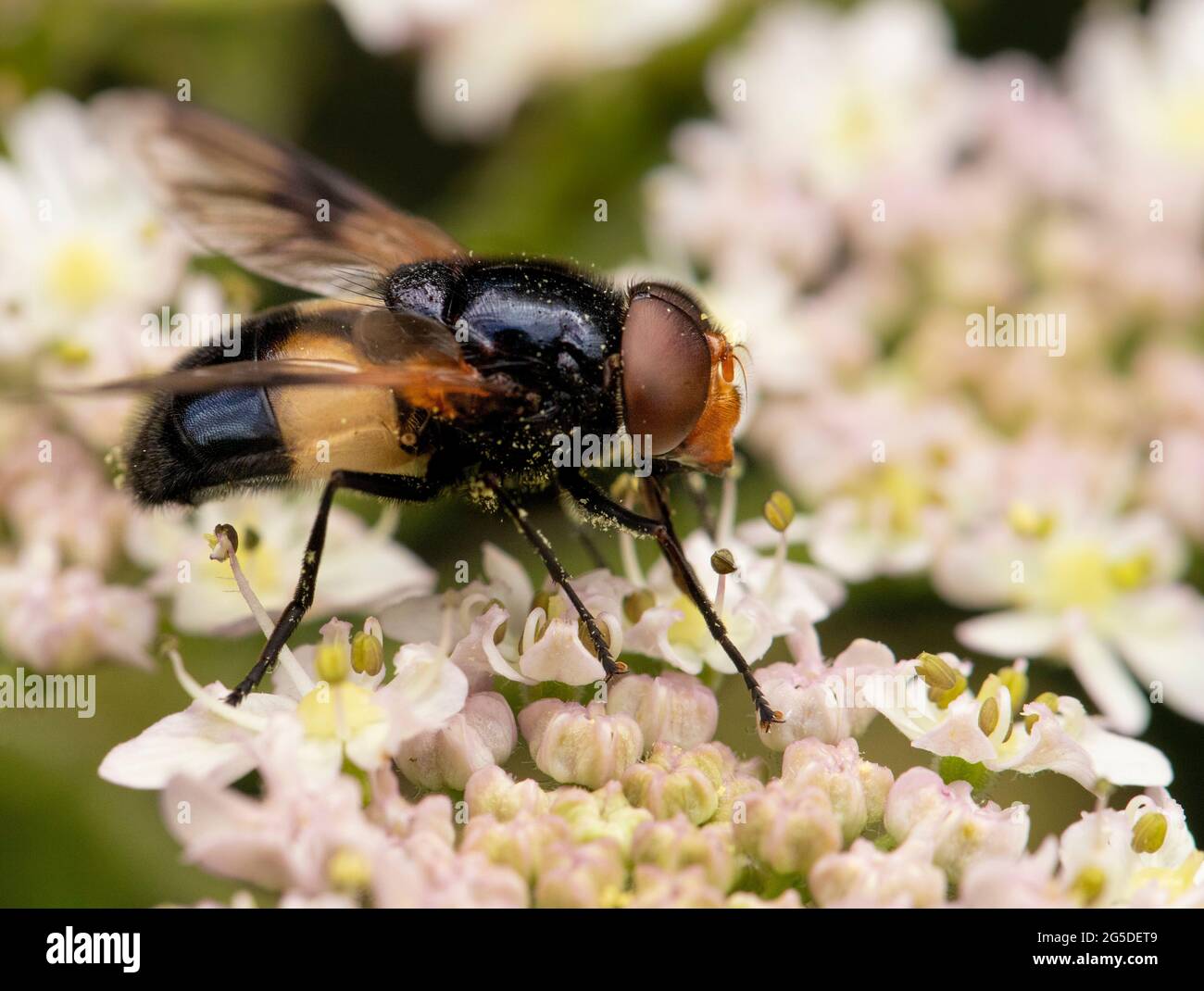 Vollucella pellucens. Grande hoverfly, maschio, arroccato su un fiore in un Prato britannico Foto Stock