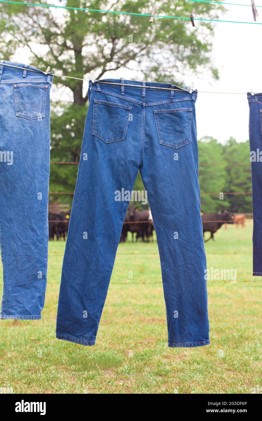 Blue Jeans Drying sulla linea vestiti con mucche in background Foto Stock