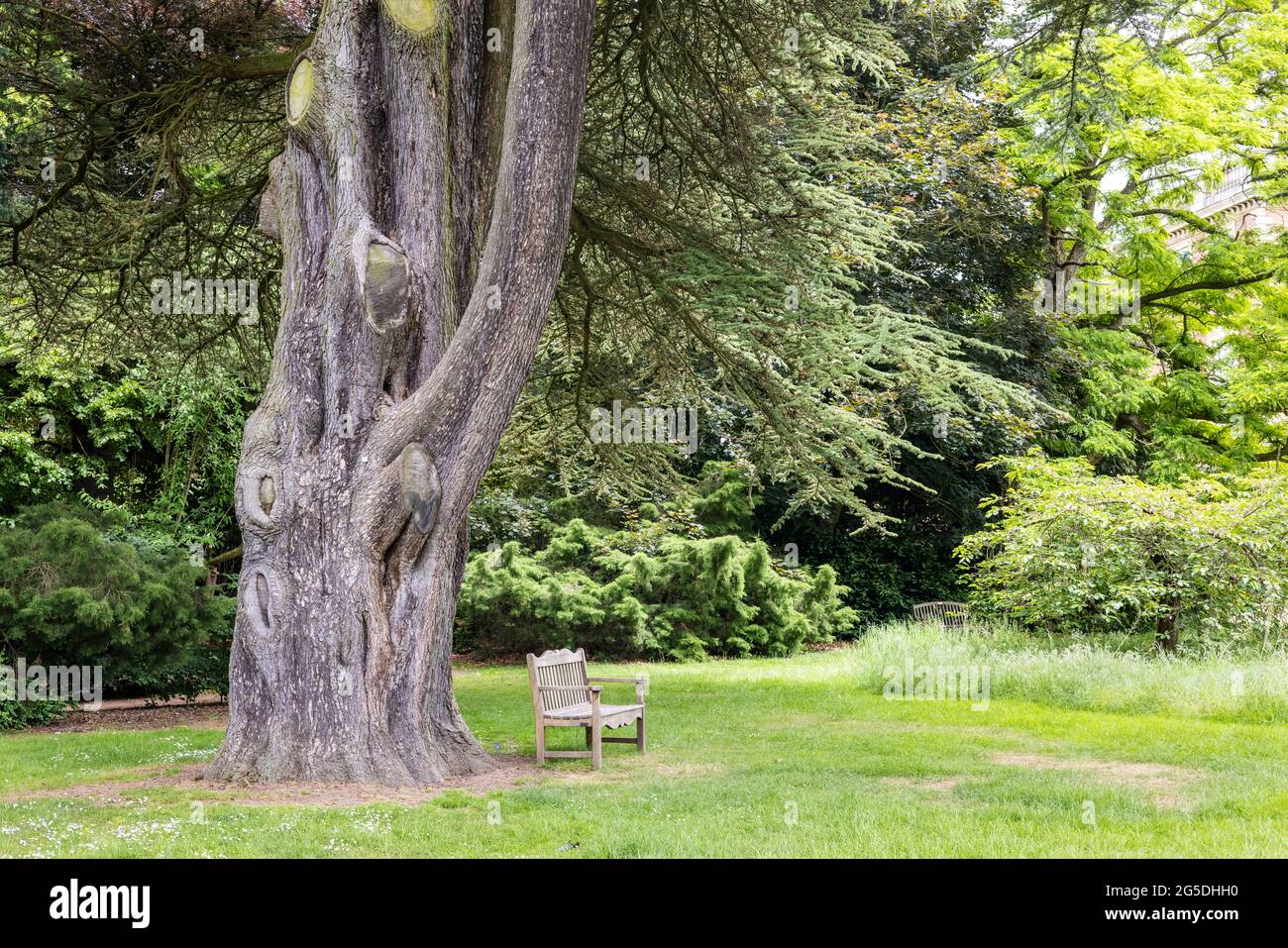 Panca di legno sotto grande vecchio albero di cedro in parco. Foto Stock