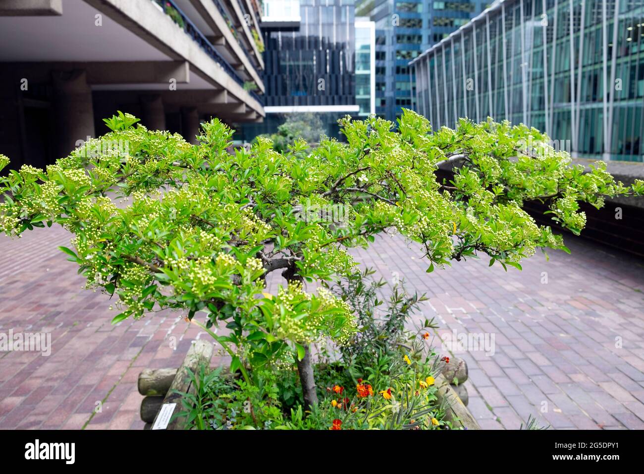 Arbusto in piantatrice e vista degli edifici di uffici dalla Barbican Estate nella città di Londra EC2 UK primavera 2021 Inghilterra KATHY DEWITT Foto Stock