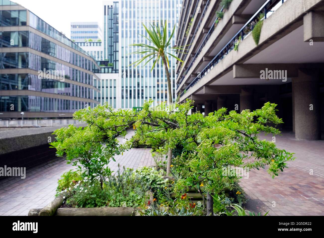 Arbusto in piantatrice e vista degli edifici di uffici dalla Barbican Estate nella città di Londra EC2 UK primavera 2021 Inghilterra KATHY DEWITT Foto Stock