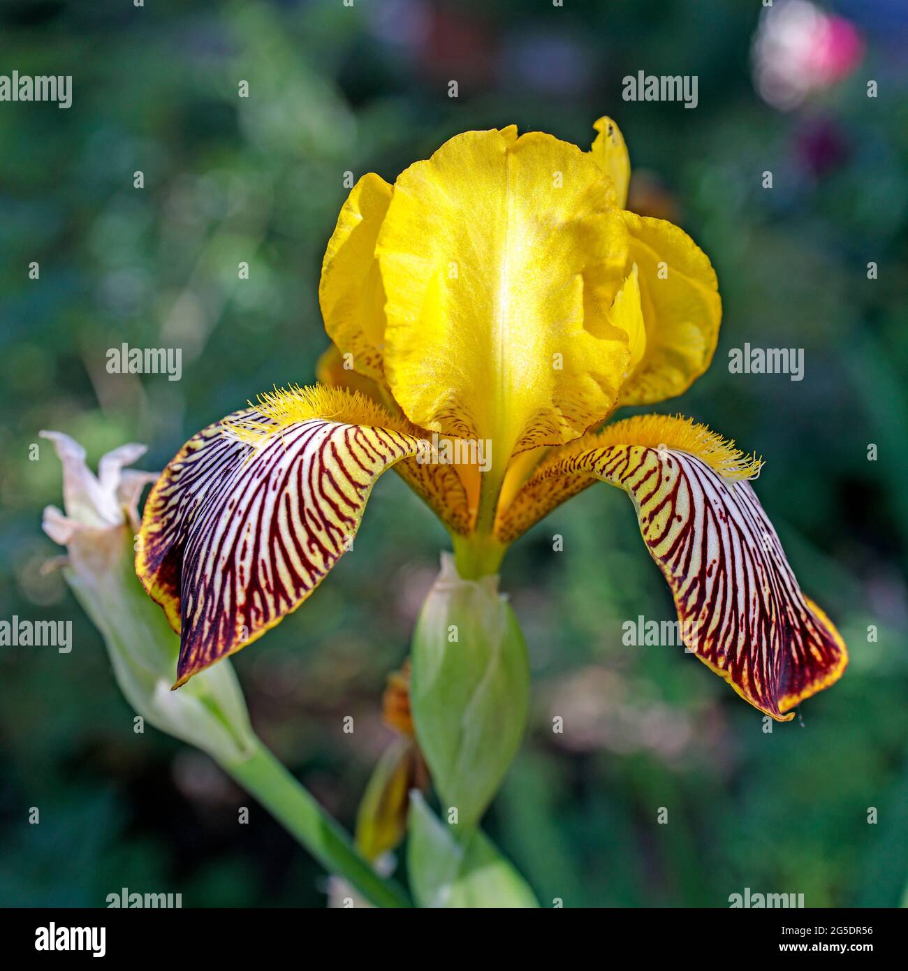 Iris giallo, Iris pseudacorus, noto anche come iris bandiera è nella natura Foto Stock