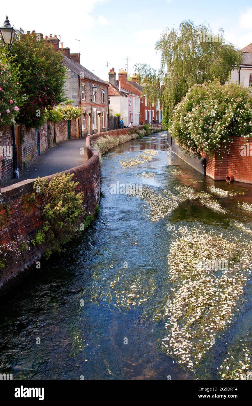 Water Lane, Salisbury, affluente di millstream del fiume Avon e Nadder con acqua-crowfoot fiori, (Ranunculus aquatilis Aggin), Wiltshire, Inghilterra Foto Stock