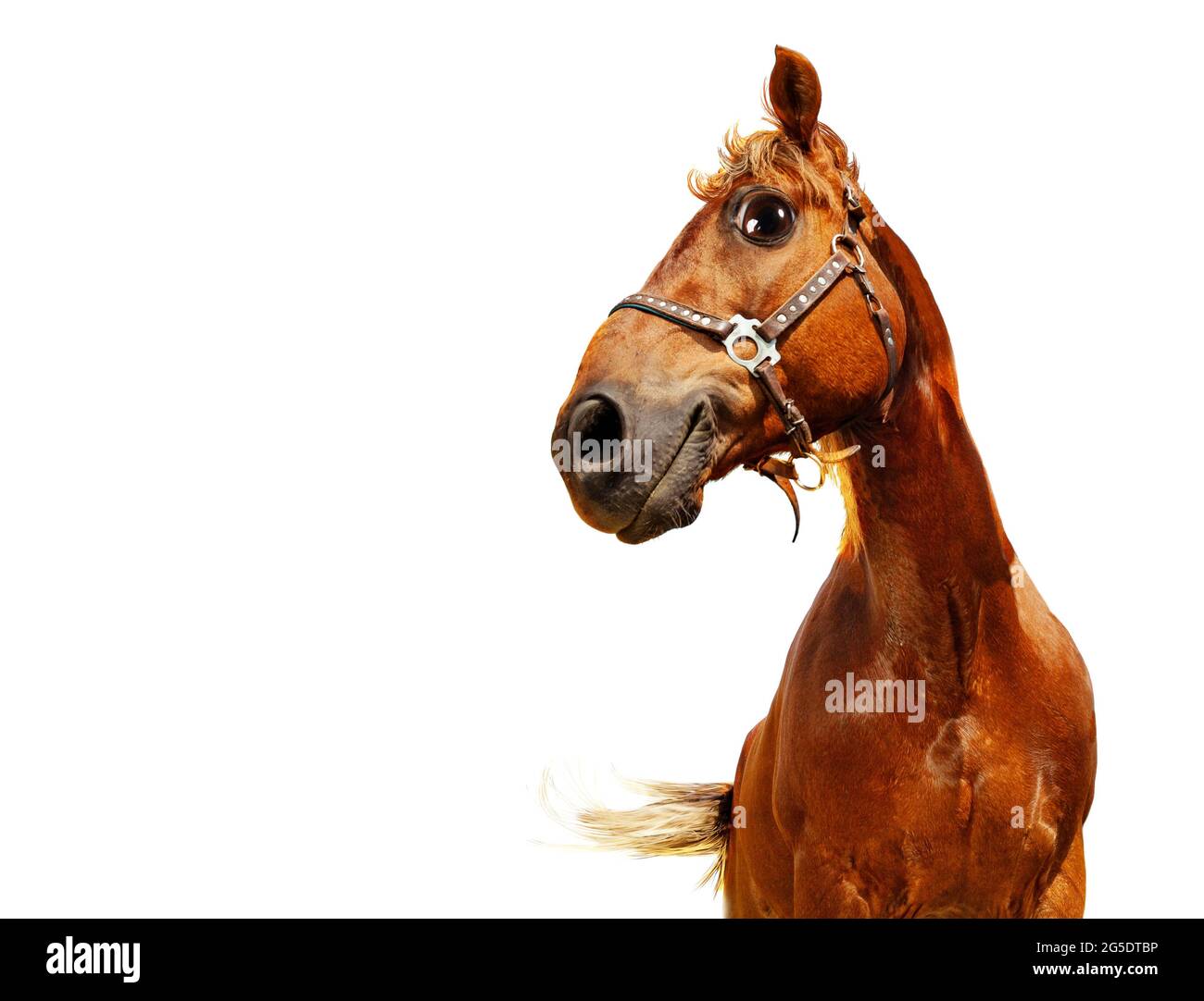 Felice fiducioso divertente testa di un cavallo, isolato Foto Stock
