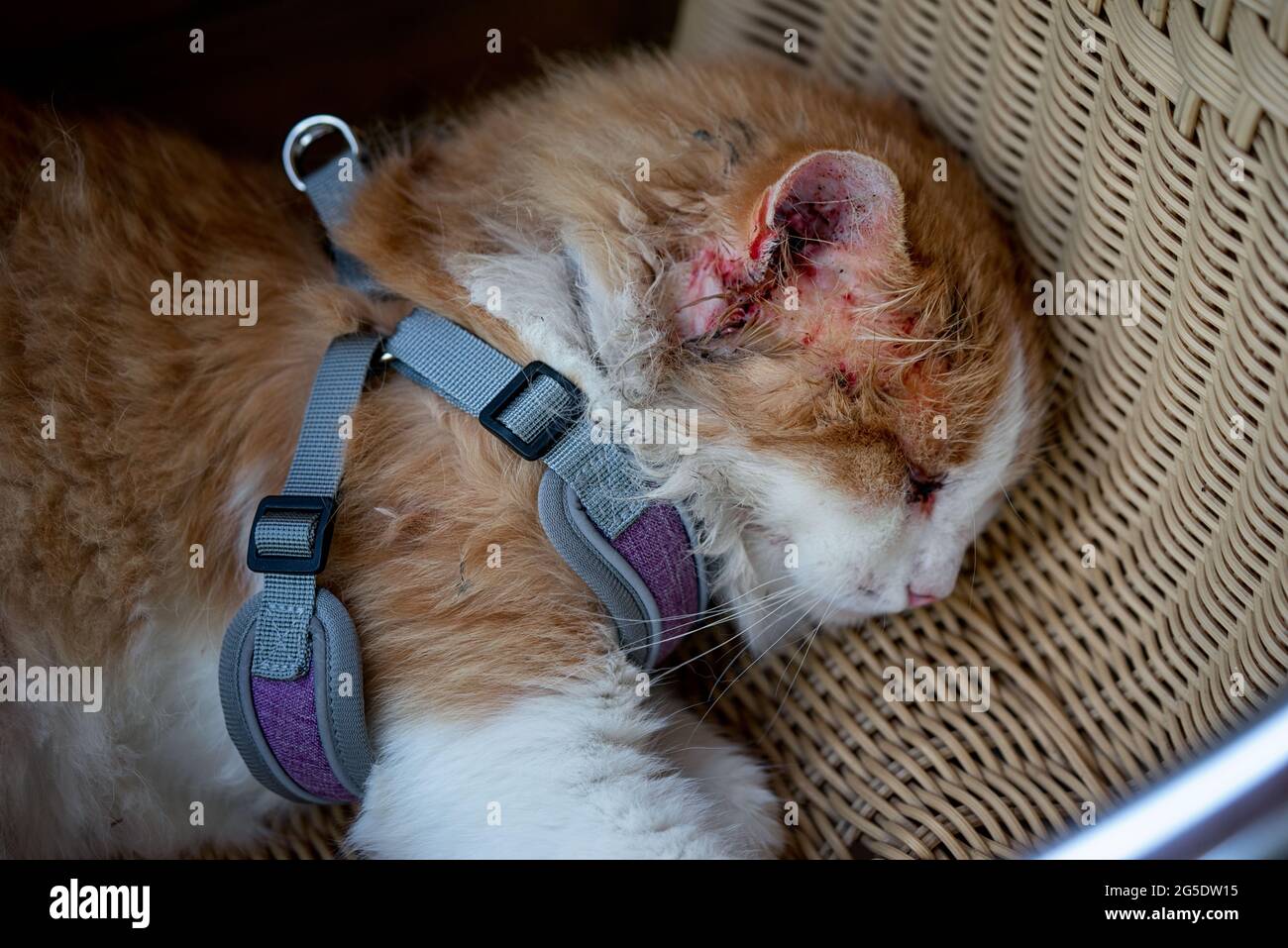 Il gatto, ferito dopo una lotta con un altro gatto, giace su una sedia di vimini da vicino. Nell'area dell'orecchio tutto è coperto di sangue, l'occhio è ondolo Foto Stock