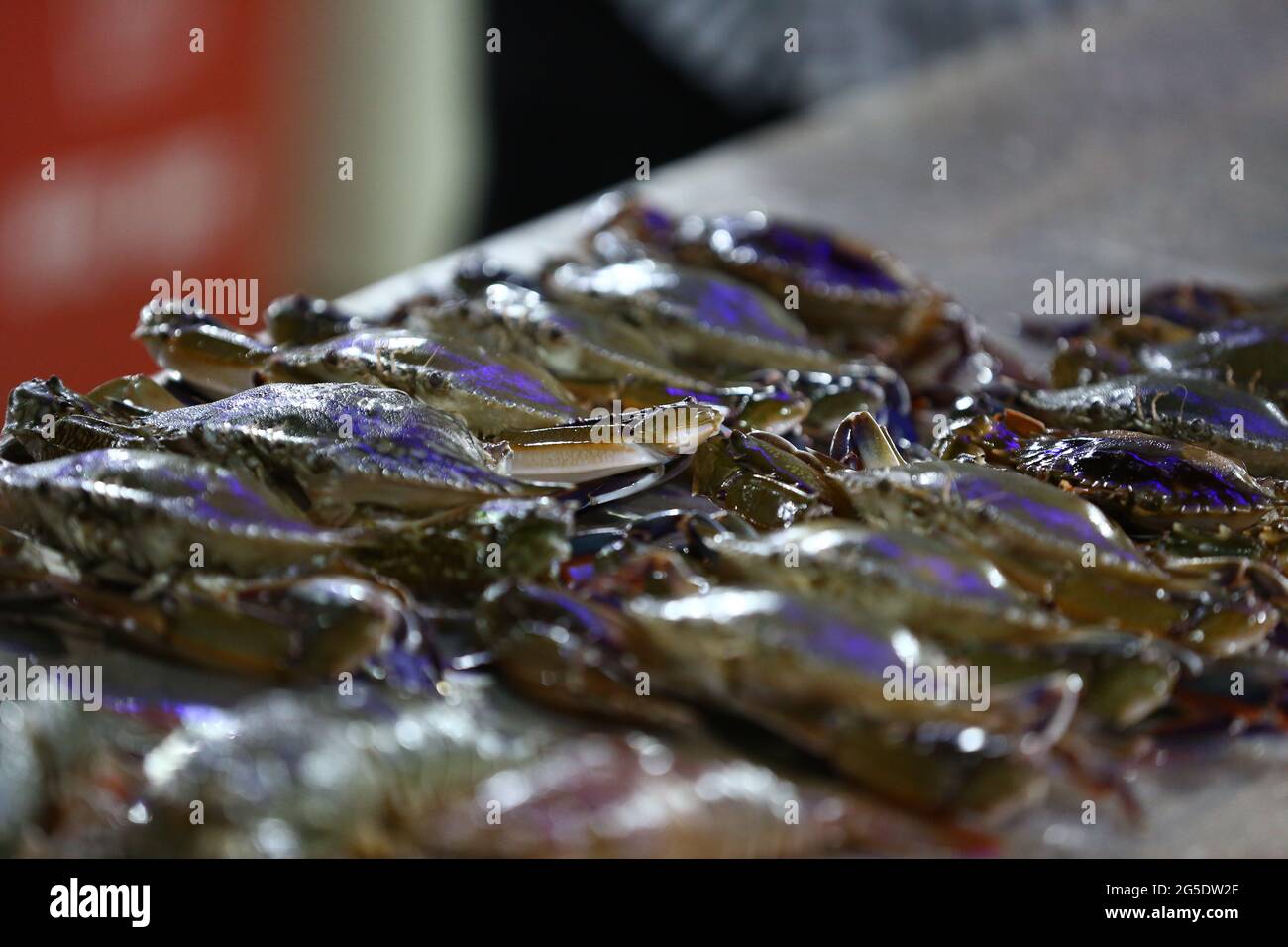 Gamberetti freschi o grandi ostriche fresche con ghiaccio, pesce di pesce di Lopster in Bangladesh. Foto Stock