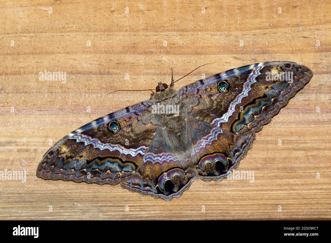 Falena nera (Ascalapha odorata) su ponte di legno, Galveston, Texas, Stati Uniti. Foto Stock