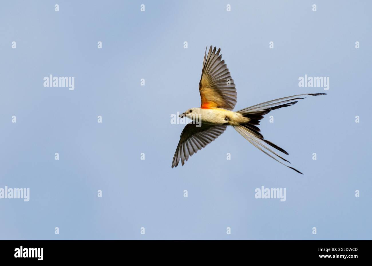 Flycatcher con coda a forbice (Tyrannus forficatus) che vola con preda di insetti nel becco, Galveston, Texas, USA. Foto Stock