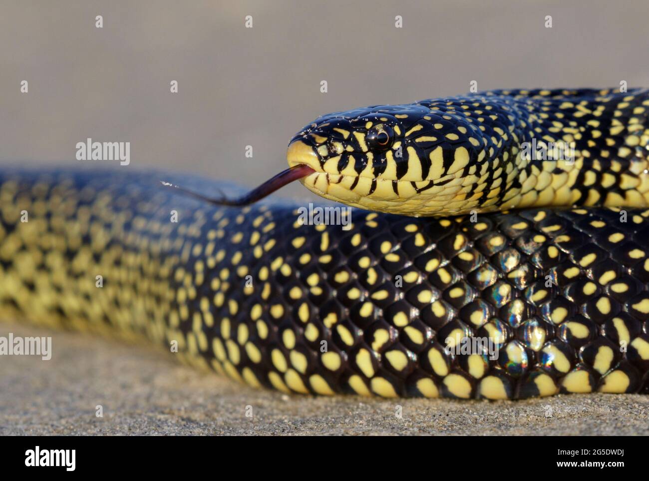 Il serpente di regno speckled (Lampropeltis holbrooki) primo piano, Galveston, Texas, Stati Uniti. Foto Stock