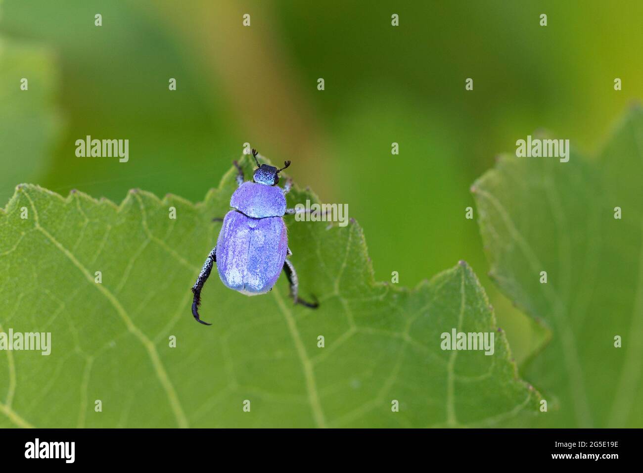 Blue Monkey Beetle Hopalia coerulea su bassa vegetazione lungo la Loira, Francia Foto Stock