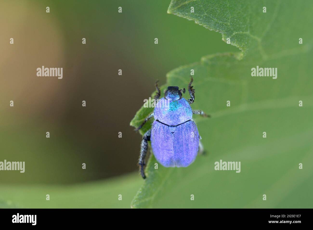 Blue Monkey Beetle Hopalia coerulea su bassa vegetazione lungo la Loira, Francia Foto Stock