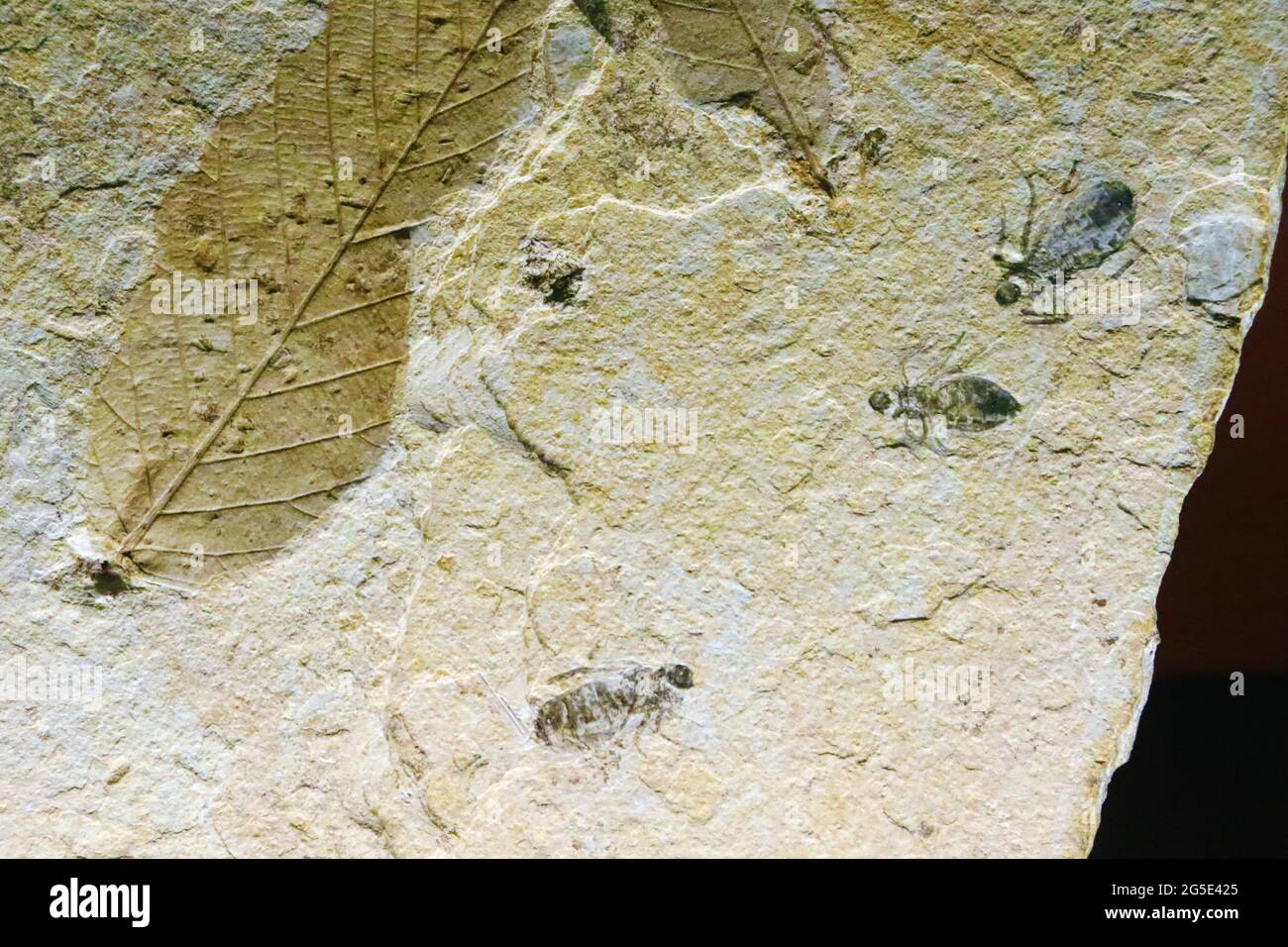 Insetti fossilizzati in pietra antica Foto Stock