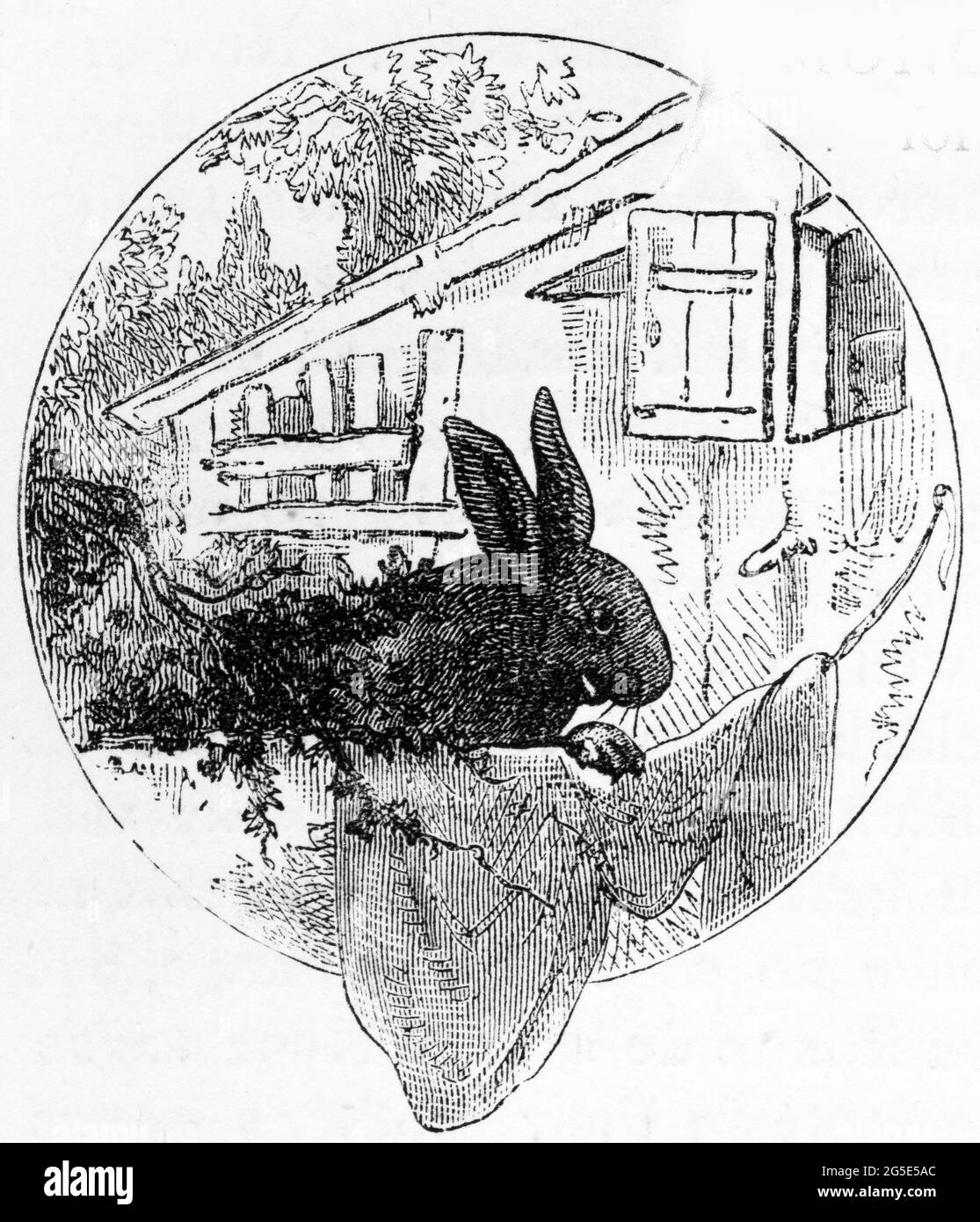 Incisione di un coniglio animale domestico vicino alla sua hutch Foto Stock