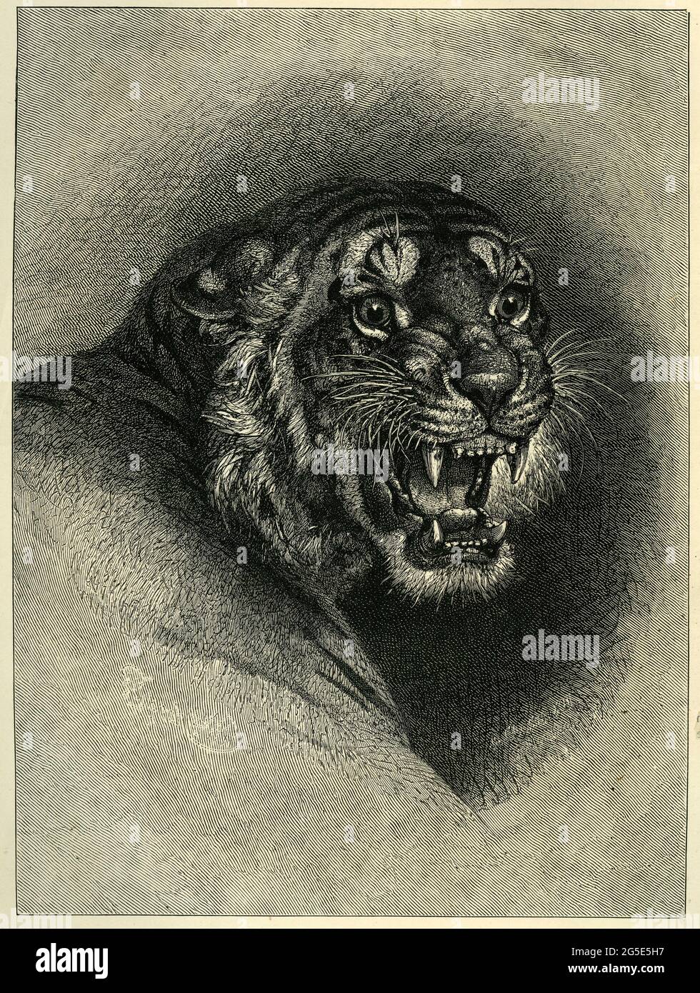 Incisione di una tigre arrabbiata e ruggente Foto Stock