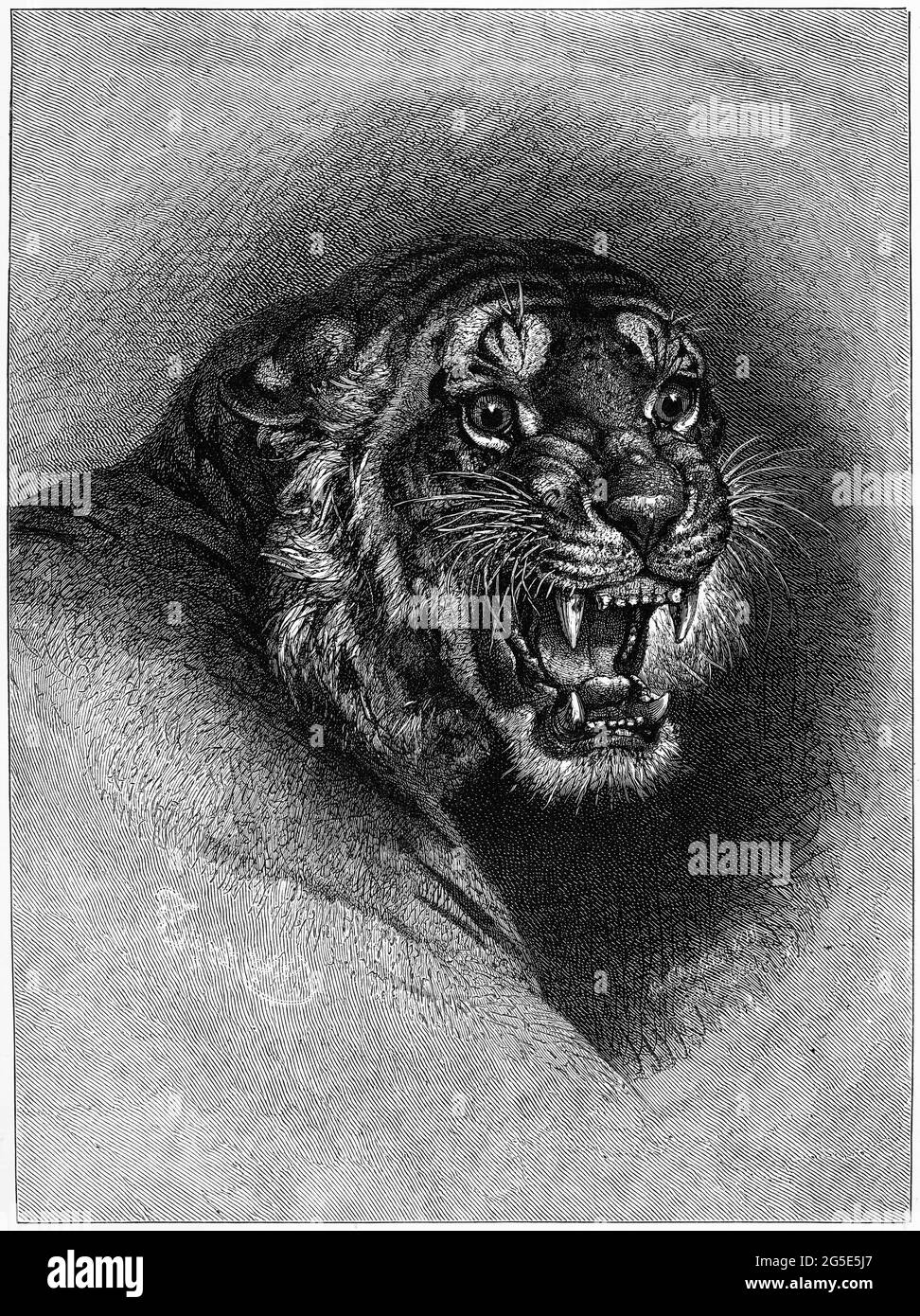 Incisione di una tigre arrabbiata e ruggente Foto Stock