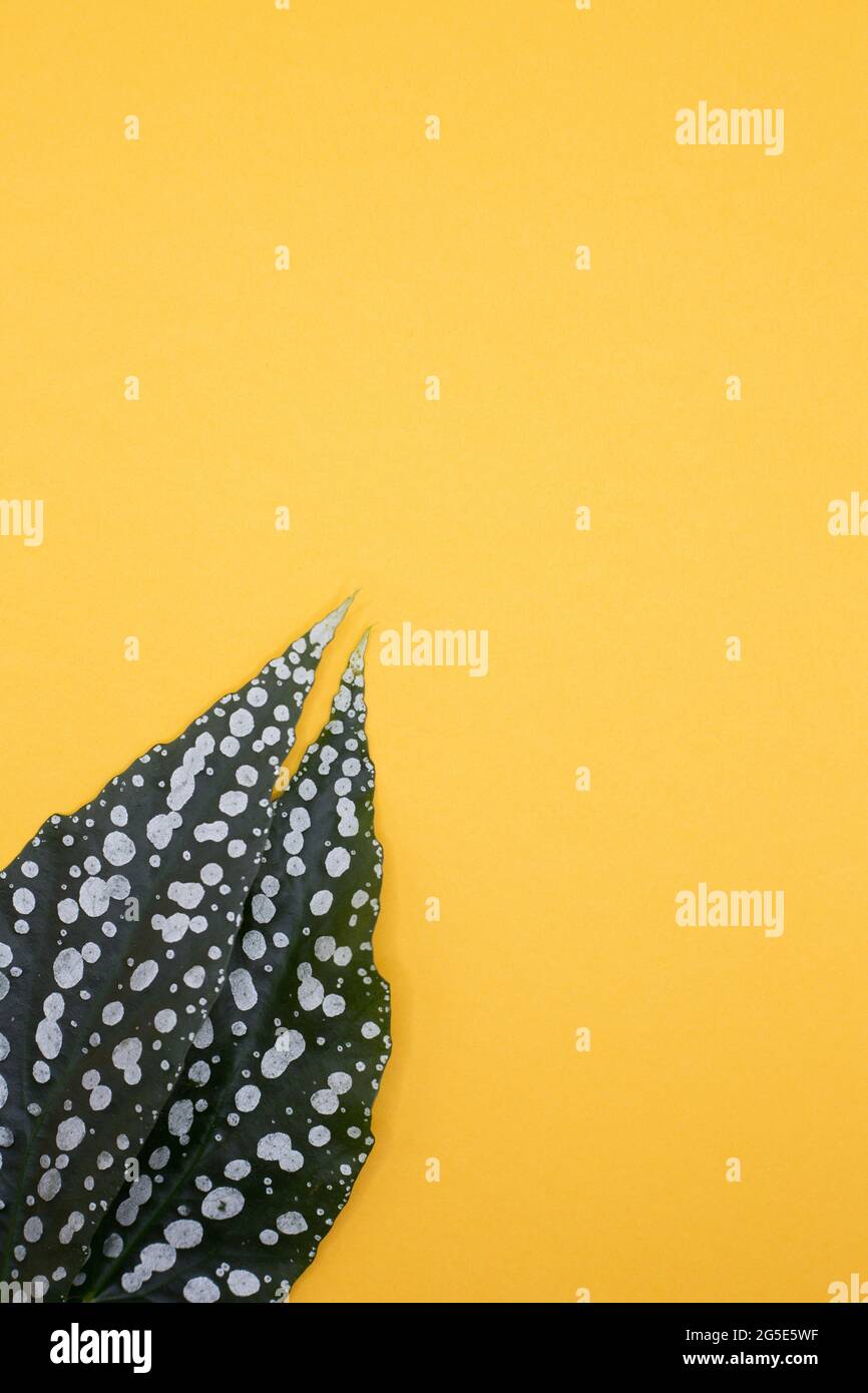 Foglie di una begonia 'il mio Angelo speciale' su uno sfondo giallo chiaro. Foto Stock