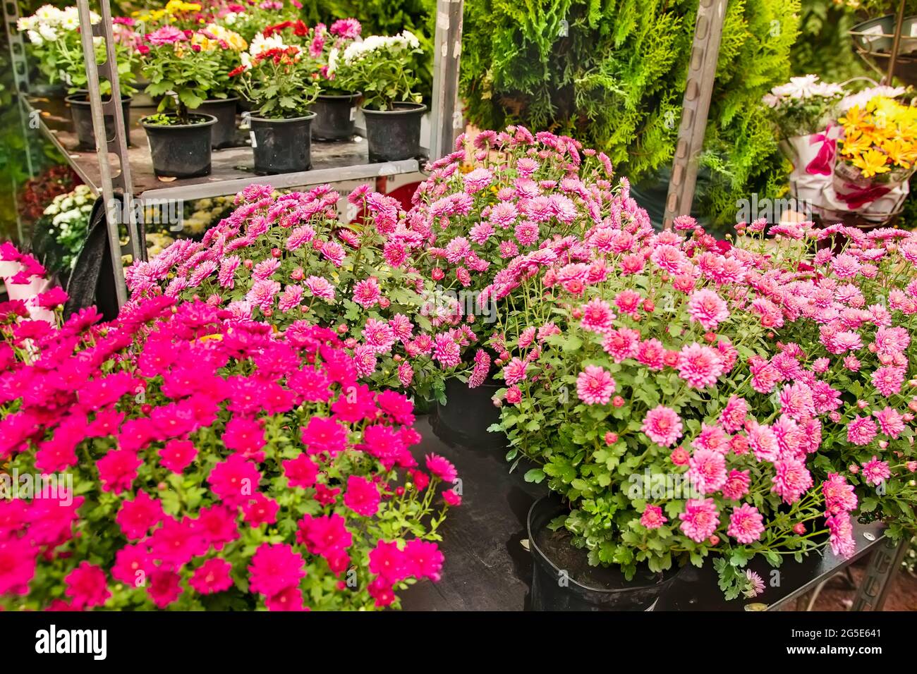 vasi con crisantemi in fiore nella serra di un negozio di fiori. Piante ornamentali in crescita in vendita. Giardinaggio e decorazione di interni e urbani Foto Stock