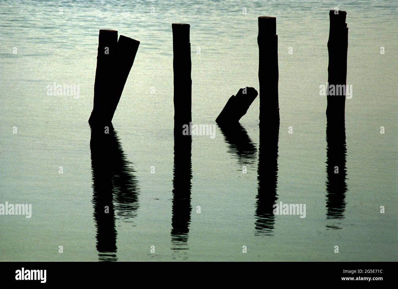 Pali nel lago di Massaciuccoli in Toscana Foto Stock