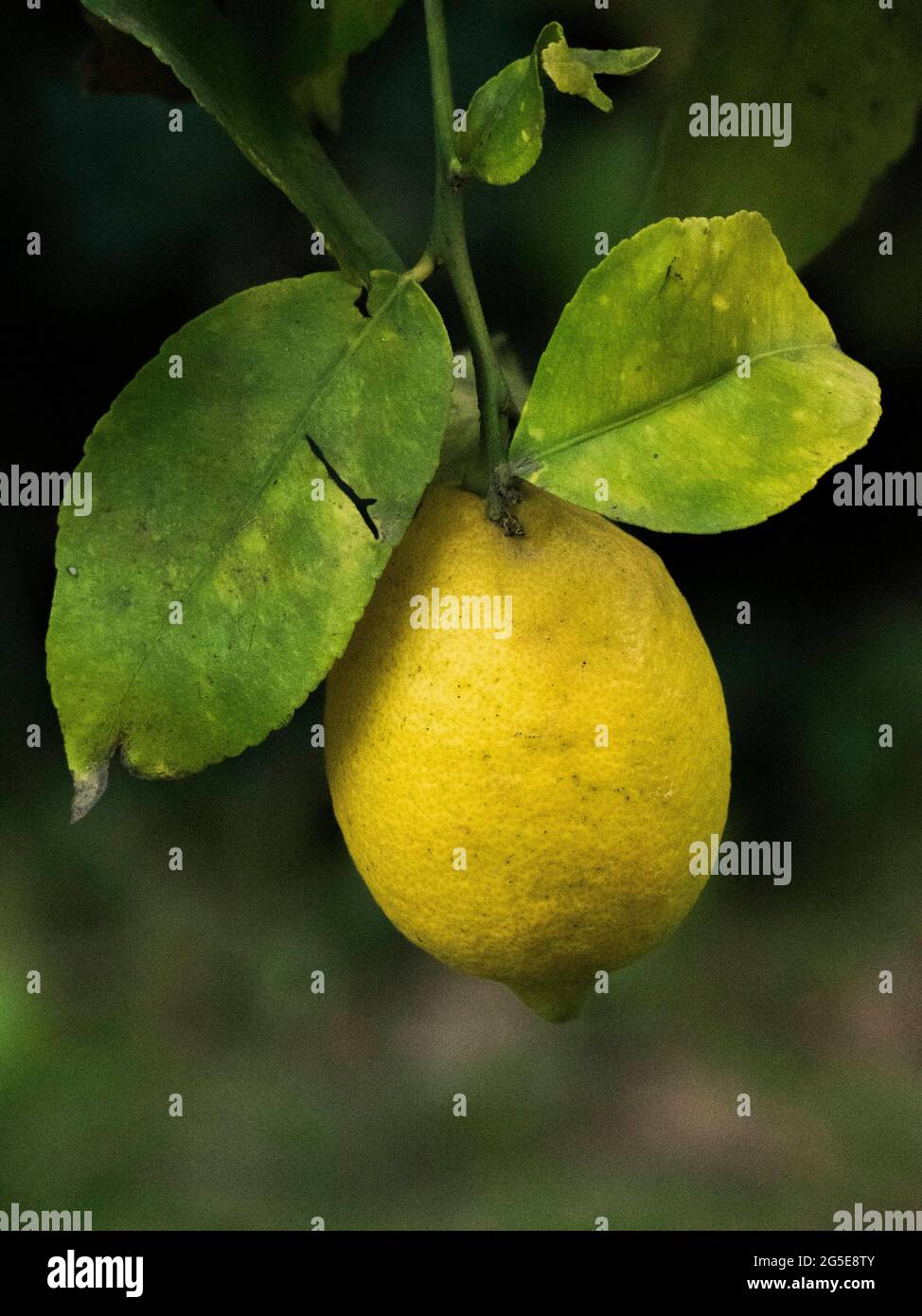 Limone giallo su un ramo di albero Foto Stock